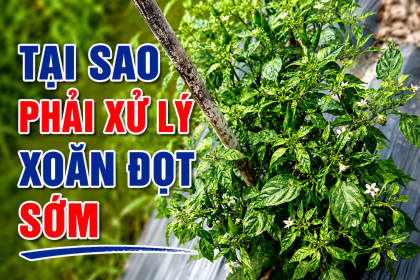 Nên xử lý xoăn đọt ngay khi mới xuất hiện hay đợi bệnh nặng?