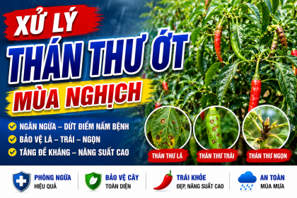 Quản Lý Bệnh Thán Thư Mùa Nghịch Cho Cây Ớt