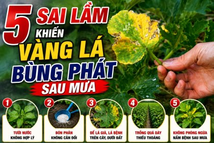 5 Sai Lầm Khiến Bệnh Vàng Lá, Nhũn Lá Tái Phát Sau Mùa Mưa