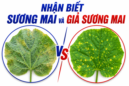 Sương Mai Hay Giả Sương Mai Trên Cây Rau Màu