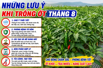 Mật Độ Trồng Ớt Và Kỹ Thuật Cải Tạo Đất Chuẩn Trong Tháng 8/2026