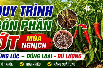 Cách Bón Phân Cho Ớt Theo Từng Giai Đoạn (1000m²) Giúp Ra Hoa, Đậu Trái, Năng Suất Cao