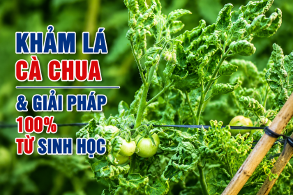 Bệnh Khảm Lá Cà Chua: Dấu Hiệu Nhận Biết, Nguyên Nhân Và Giải Pháp Sinh Học Hiệu Quả