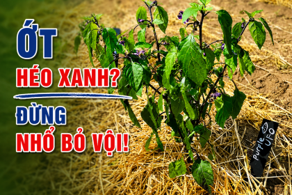 Bệnh Héo Xanh Trên Ớt: Nguyên Nhân, Dấu Hiệu Nhận Biết Và Giải Pháp Phòng Trị Hiệu Quả