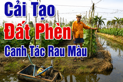 Cải Tạo Đất Phèn Hiệu Quả: Giải Pháp Phục Hồi Đất &amp; Ổn Định pH