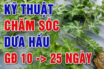 Kỹ Thuật Chăm Sóc Dưa Hấu Giai Đoạn 10 – 25 Ngày