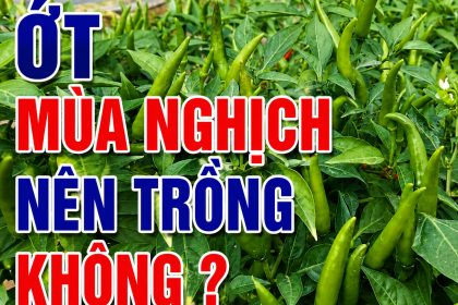 Có Nên Trồng Ớt Mùa Nghịch Không? Cơ Hội "Thắng Lớn" Và Rủi Ro Cần Biết