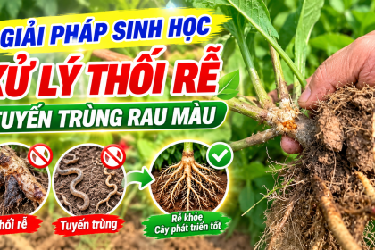 Giải Pháp Sinh Học Xử Lý Thối Rễ, Tuyến Trùng Trên Rau Màu
