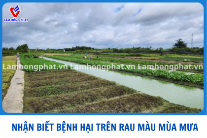 Nhận Biết 4 Nhóm Bệnh Hại Rau Màu Thường Gặp Trong Mùa Mưa Bão