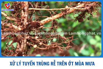 THỐI RỄ TUYẾN TRÙNG MÙA MƯA TRÊN ỚT
