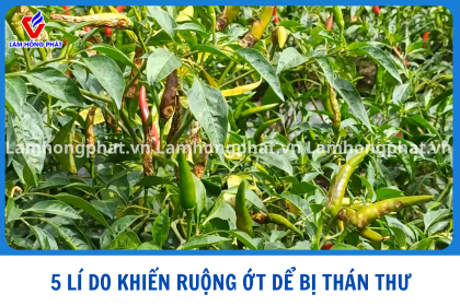 5 LÝ DO KHIẾN RUỘNG ỚT DỄ BỊ THÁN THƯ MÙA MƯA