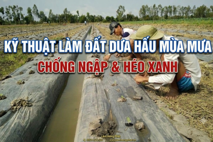 Kỹ Thuật Làm Đất Trồng Dưa Hấu Mùa Mưa: Chống Ngập Úng, Tránh Sụp Dây Héo Xanh