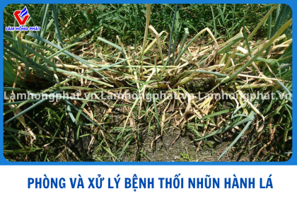 THỐI NHŨN HÀNH LÁ: NGUYÊN NHÂN VÀ CÁCH XỬ LÝ MÙA MƯA