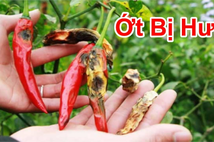 Cách Trị Thán Thư, Vàng Lá, Sương Mai Trên Ớt Mùa Mưa Ở Miền Tây