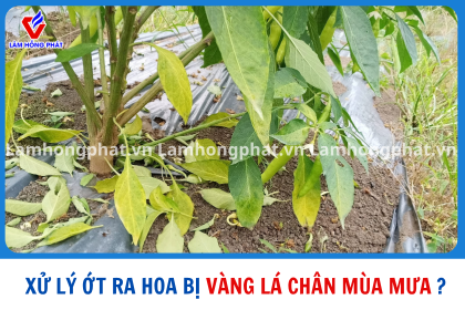GIẢI PHÁP XỬ LÝ ỚT RA HOA BỊ VÀNG LÁ CHÂN MÙA MƯA 